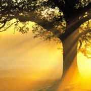 Do You Believe in Reincarnation