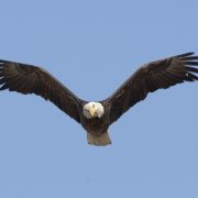 Eagle Pose